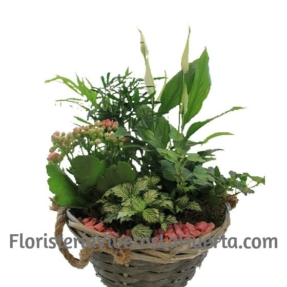 Cesta de plantas