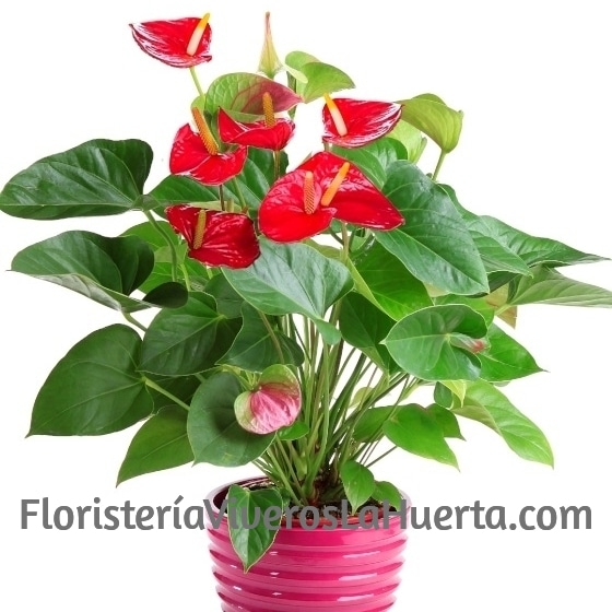 Planta de Anthurium