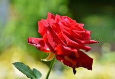 flores urgente para el Tanatorio flores para funeral, ramos de funeral, coronas para funeral, corazones de funeral, cruces para funeral